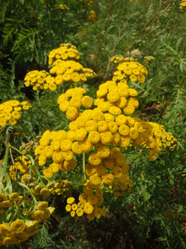 Tanacetum vulgare (Saatgut)