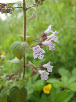 Calamintha sylvatica / C. menthifolia (Saatgut)