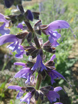 Salvia pratensis (Saatgut)