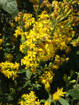 Solidago virgaurea (Saatgut)