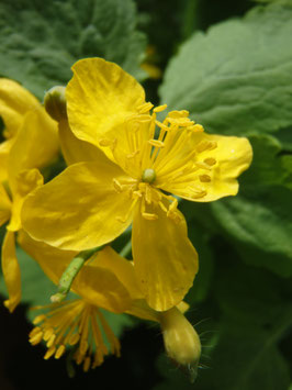 Chelidonium majus (Saatgut)