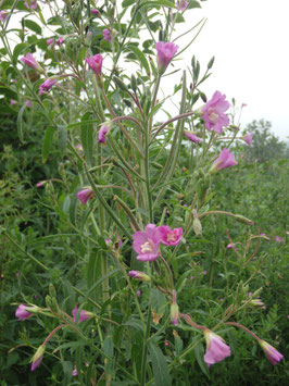 Epilobium hirsutum (Saatgut)