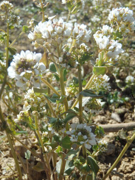 Cochlearia officinalis (Saatgut)