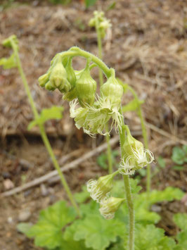 Tellima grandiflora / T.odorata  (Saatgut)