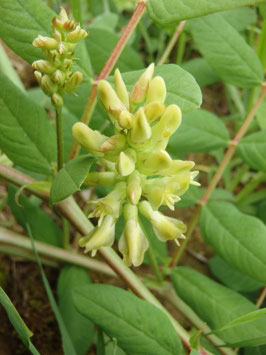 Astragalus glycyphyllus (Saatgut)