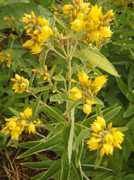 Lysimachia vulgaris (Saatgut)