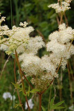 Filipendula ulmaria (Saatgut)