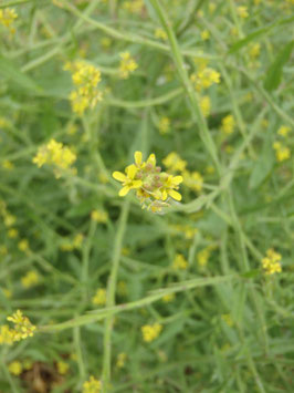 Sisymbrium officinale (Saatgut)