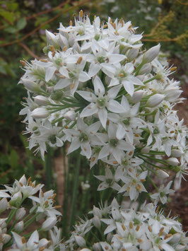 Allium tuberosum (Saatgut)