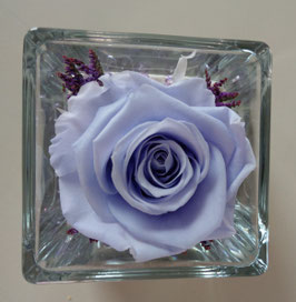 Rosa eterna lilla media