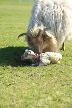 Adoptie Lammetje ( 73388 ) RAM