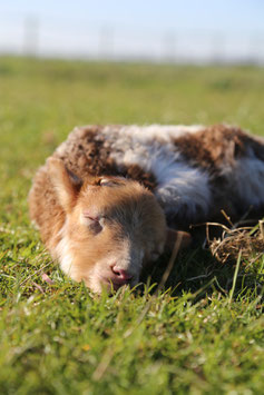 Adoptie lammetje ( 38953 ) RAM