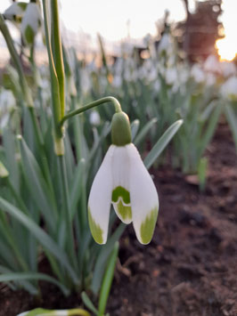 G. nivalis Auslese Mathys