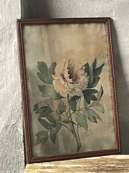 Charmantes gerahmtes Bild Motiv Pfingstrose