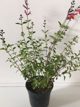 Salvia royal test 14 cm.