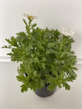Chrysantemum paludosum test 11 cm.