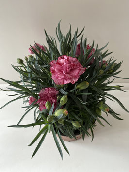 Dianthus Carnelia test 13 cm.