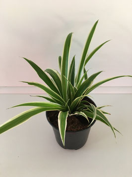 Chlorophytum test 11 cm.