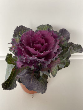 Brassica Oleracea test 13 cm.