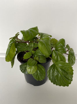 Plectranthus Australis test 11 cm.