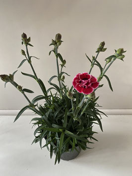 Dianthus Mondrian test 13 cm.