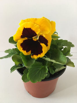 Viola Witrockiana test 11 cm.