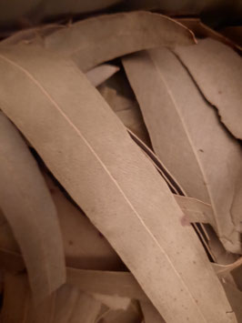Eucalyptus