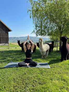 Yoga auf der Alpakaweide