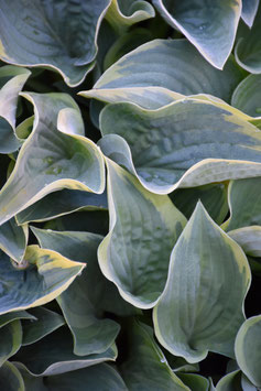 Hosta Hybride 'Veronica Lake'