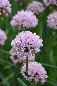 Allium senescens 'Sugar Melt', Berg-Lauch