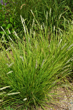 Sesleria autumnalis, Herbst-Kopfgras