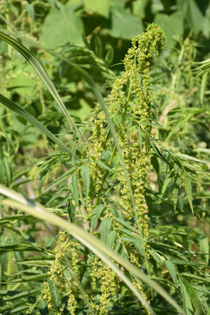 Datisca cannabina, Scheinhanf, Gelbhanf