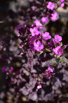 Lunaria annua 'Chedglow', Rotblühender Silbertaler, Judas-Silberling
