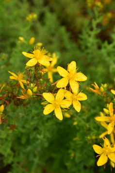 Hypericum perforatum, Tüpfel-Johanniskraut, Echtes Johanniskraut