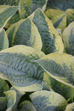 Hosta Hybride 'Wide Brim'