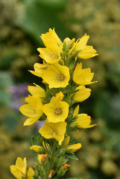 Lysimachia punctata, Gold-Felberich