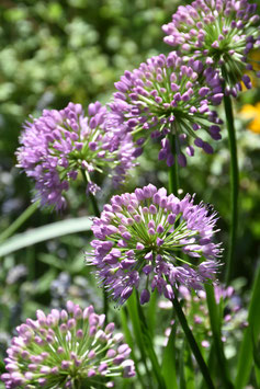 Allium senescens 'Millenium', Berg-Lauch