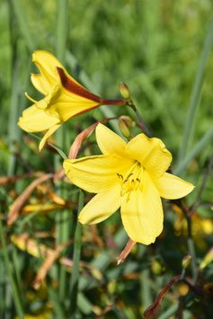 Hemerocallis Hybride 'Corky', Taglilie