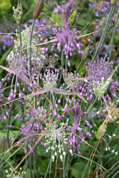 Allium carinatum ssp. pulchellum, Kiel-Lauch