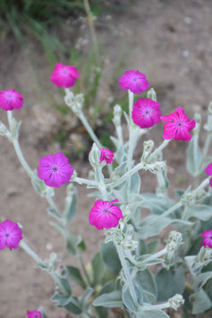 Lychnis coronaria, Lichtnelke, Vexiernelke, Samtnelke
