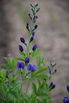Baptisia australis, Indigolupine