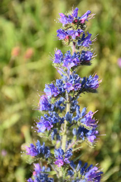 Echium vulgare, Natternkopf