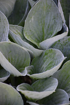 Hosta Hybride 'Second Wind'