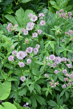 Astrantia major 'Rosea', Sterndolde