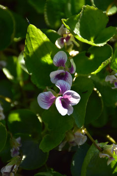 Viola sororia 'Alice Witter', Pfingstveilchen