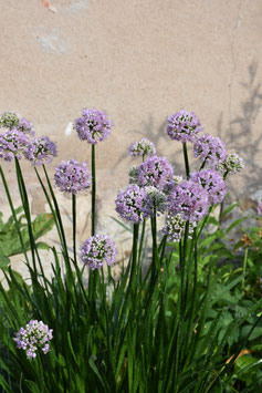 Allium senescens 'Summer Beauty', Berglauch