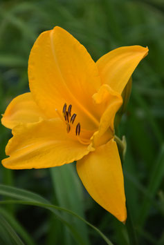Hemerocallis Hybride 'Berliner Anfang', Taglilie