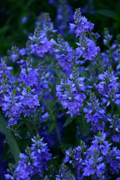 Veronica teucrium 'Lapislazuli', Ehrenpreis