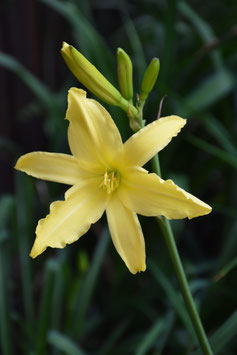 Hemerocallis Hybride 'Vespers', Taglilie