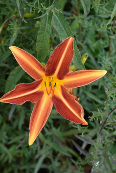 Hemerocallis Hybride 'Stern von Rio', Taglilie
